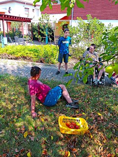 Klienti DZP Kunovice – Cihlářská sbírají a zpracovávají jablka.