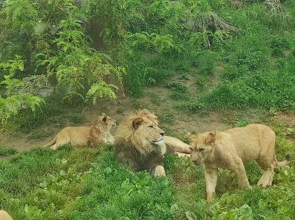 Výlet do ZOO